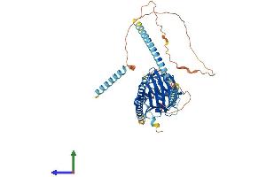 AlphaFold protein structure predicition of Human Recombinant NPTXR Protein, UniprotID O95502