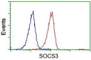 Image no. 2 for anti-Suppressor of Cytokine Signaling 3 (SOCS3) antibody (ABIN1501059) (SOCS3 anticorps)