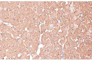 Immunohistochemistry of paraffin-embedded Rat heart using FRMD6 Polyclonal Antibody at dilution of 1:100 (40x lens). (FRMD6 anticorps)