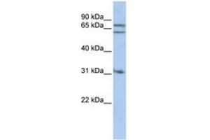 Image no. 1 for anti-Gephyrin (GPHN) (AA 396-445) antibody (ABIN6741118) (Gephyrin anticorps  (AA 396-445))