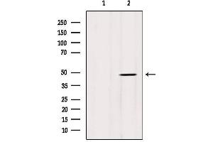 Western blot analysis of extracts from HepG2, using Phospho-p53 (Ser366) Antibody.