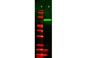 Image no. 1 for anti-V5 Epitope Tag antibody (ABIN401225) (V5 Epitope Tag anticorps)
