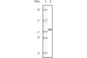 Western Blotting (WB) image for anti-Myoglobin (MB) antibody (ABIN1108360) (Myoglobin anticorps)