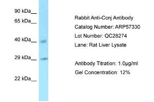 Western Blotting (WB) image for anti-Cyclin J (CCNJ) (C-Term) antibody (ABIN970311) (Cyclin J anticorps  (C-Term))