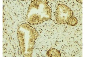ABIN6277077 at 1/100 staining Mouse colon tissue by IHC-P. (Lipocalin 2 anticorps  (Internal Region))