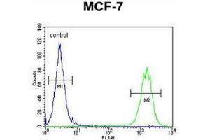 Flow cytometric analysis of MCF-7 cells using CTDSPL2 Antibody (N-term) Cat.