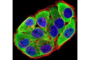 Immunofluorescence analysis of Hela cells using CHRNA6 mouse mAb (green).
