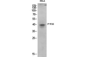 Western Blot analysis of various cells using Phospho-p38 (T180/Y182) Polyclonal Antibody diluted at 1:1000.