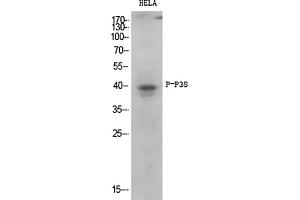 Western Blot analysis of various cells using Phospho-p38 (T180/Y182) Polyclonal Antibody diluted at 1:1000.