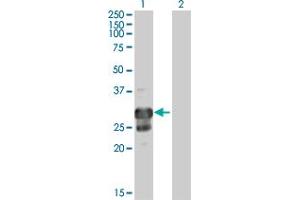 Western Blot analysis of TPPP expression in transfected 293T cell line by TPPP MaxPab polyclonal antibody. (Tppp anticorps  (AA 1-219))