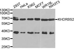 Western blot analysis of extracts of various cell lines, using KHDRBS2 antibody. (KHDRBS2 anticorps)