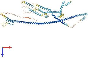 AlphaFold protein structure predicition of Mouse Recombinant Cep70 Protein, UniprotID Q6IQY5