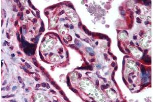 Human Placenta (formalin-fixed, paraffin-embedded) stained with MAF antibody ABIN290248 at 10 ug/ml followed by biotinylated goat anti-rabbit IgG secondary antibody ABIN481713, alkaline phosphatase-streptavidin and chromogen. (MAF anticorps  (AA 50-100))