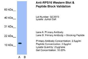 Host:  Rabbit  Target Name:  RPS16  Sample Type:  Jurkat  Lane A:  Primary Antibody  Lane B:  Primary Antibody + Blocking Peptide  Primary Antibody Concentration:  2.
