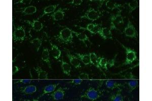 Immunofluorescence analysis of C6 cells using GLUD1 Polyclonal Antibody at dilution of 1:100.