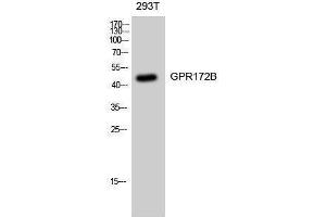 Western Blotting (WB) image for anti-G Protein-Coupled Receptor 172B (GPR172B) (Internal Region) antibody (ABIN3184876) (GPR172B anticorps  (Internal Region))