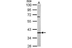 WB Image Sample (50 ug of whole cell lysate) A: Mouse brain 10% SDS PAGE antibody diluted at 1:1000