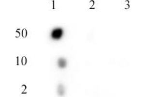 C17orf96 phospho Ser15 antibody (pAb) tested by dot blot analysis. (C17ORF96 anticorps  (pSer15))