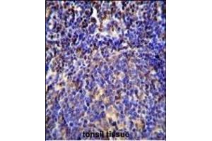 S100A4 Antibody (N-term) (ABIN655727 and ABIN2845174) immunohistochemistry analysis in formalin fixed and paraffin embedded human tonsil tissue followed by peroxidase conjugation of the secondary antibody and DAB staining.