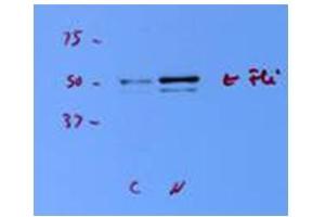 FLI1 antibody - N-terminal region  validated by WB using porcine endothelial cell at 1:1000.