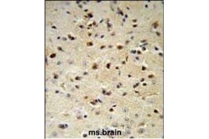 YWHAZ Antibody (Center) (ABIN652428 and ABIN2842220) IHC analysis in formalin fixed and paraffin embedded mouse brain followed by peroxidase conjugation of the secondary antibody and DAB staining. (14-3-3 zeta anticorps  (AA 65-93))