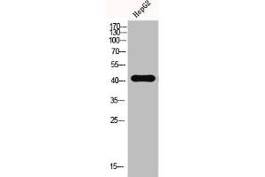 Western Blot analysis of HEPG2-UV cells using EMMPRIN Polyclonal Antibody