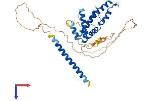 AlphaFold protein structure predicition of Mouse Recombinant Spatc1l Protein, UniprotID Q9D9W0
