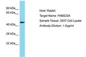 Image no. 1 for anti-Family with Sequence Similarity 222, Member A (FAM222A) (AA 76-125) antibody (ABIN6750710) (FAM222A anticorps  (AA 76-125))