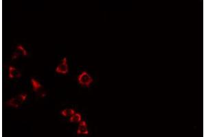 ABIN6274528 staining RAW264. (DUSL2 anticorps  (C-Term))