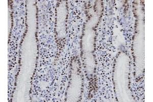 IHC-P Image Immunohistochemical analysis of paraffin-embedded human normal gastric epithelium (gland), using NANS, antibody at 1:100 dilution. (NANS anticorps  (Center))
