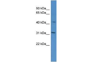 WB Suggested Anti-OR1G1 Antibody Titration: 0. (OR1G1 anticorps  (C-Term))