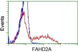 Image no. 1 for anti-Fumarylacetoacetate Hydrolase Domain Containing 2A (FAHD2A) antibody (ABIN1498181) (FAHD2A anticorps)
