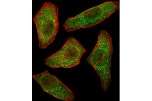 Fluorescent image of U251 cells stained with PIK3R3 Antibody . (PIK3R3 anticorps  (C-Term))