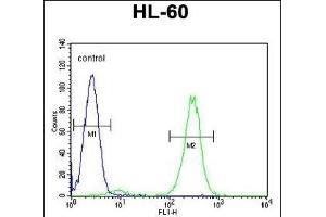 FBXW11 Antibody (Center) (ABIN655166 and ABIN2844782) flow cytometric analysis of HL-60 cells (right histogram) compared to a negative control cell (left histogram). (FBXW11 anticorps  (AA 168-196))
