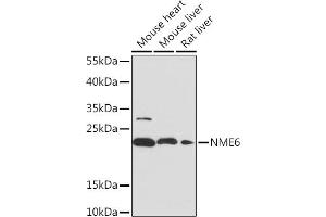 Western blot analysis of extracts of various cell lines, using NME6 Rabbit pAb (ABIN7268942) at 1:1000 dilution. (NME6 anticorps  (AA 9-194))