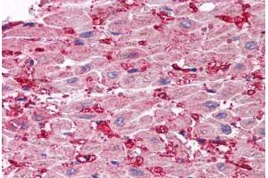 Human Heart (formalin-fixed, paraffin-embedded) stained with SCO1 antibody ABIN214471 at 2. (SCO1 anticorps  (Internal Region))