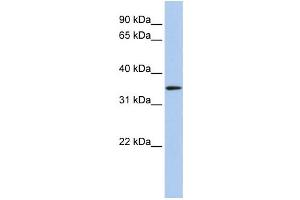 Western Blotting (WB) image for anti-Hydroxyacyl-CoA Dehydrogenase (HADH) antibody (ABIN2459806) (HADH anticorps)