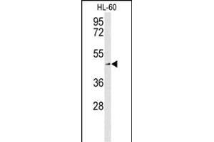Western blot analysis of SLC1A5 Antibody (Center) (ABIN653387 and ABIN2842850) in HL-60 cell line lysates (35 μg/lane). (SLC1A5 anticorps  (AA 186-214))