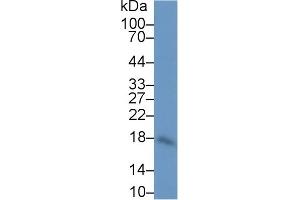 Detection of IL10 in Human Leukocyte lysate using Polyclonal Antibody to Interleukin 10 (IL10) (IL-10 anticorps  (AA 19-178))