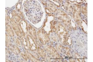 Immunoperoxidase of monoclonal antibody to CFLAR on formalin-fixed paraffin-embedded human kidney. (FLIP anticorps  (AA 178-277))