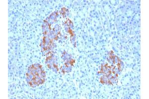 Formalin-fixed, paraffin-embedded human Pancreas stained with TNF alpha Mouse Monoclonal Antibody (TNFA/1172).