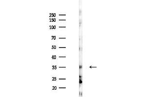Western blot analysis of lysates from K562 cells(starvation 24h treatment), using ARFIP1 Antibody at 1/1000 dilution.