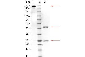 SDS-PAGE of Mouse anti-GSTM3 Monoclonal Antibody. (GSTM3 anticorps  (GST tag))