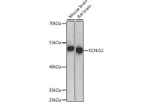 Western blot analysis of extracts of various cell lines, using KCNJ12 Rabbit pAb (ABIN7269472) at 1:300 dilution. (Kir2.2 anticorps  (AA 354-433))