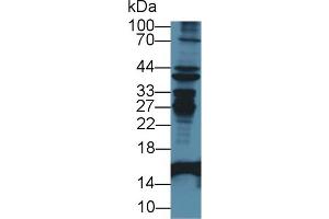 Western Blot; Sample: Mouse Liver lysate; Primary Ab: 1µg/ml Rabbit Anti-Mouse FABP2 Antibody Second Ab: 0.