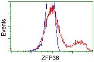 HEK293T cells transfected with either RC202049 overexpress plasmid (Red) or empty vector control plasmid (Blue) were immunostained by anti-ZFP36 antibody (ABIN2454211), and then analyzed by flow cytometry. (ZFP36 anticorps)