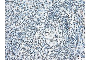 Image no. 6 for anti-P450 (Cytochrome) Oxidoreductase (POR) antibody (ABIN1497746) (POR anticorps)