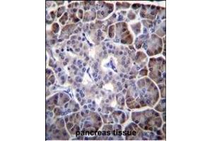 MYBPHL Antibody (N-term) (ABIN655765 and ABIN2845206) immunohistochemistry analysis in formalin fixed and paraffin embedded human pancreas tissue followed by peroxidase conjugation of the secondary antibody and DAB staining. (MYBPHL anticorps  (N-Term))