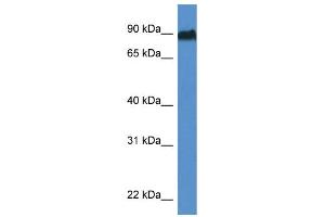 WB Suggested Anti-Sik1 Antibody   Titration: 1. (SIK1 anticorps  (Middle Region))