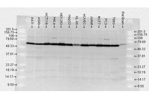 Hsp70 Western Blot.